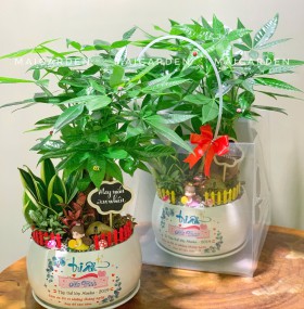 CHẬU CÂY KIM NGÂN MIX LƯỠI HỔ, CẨM NHUNG KHÔNG BAO GỒM TÚI NHƯ HÌNH - KN602
