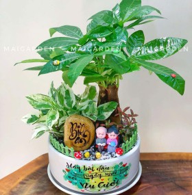 CHẬU CÂY KIM NGÂN MIX TRẦU BÀ, CẨM NHUNG - KN466