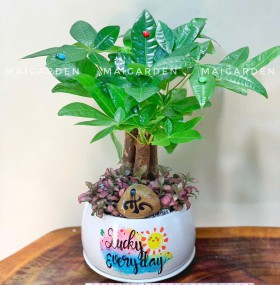 CHẬU CÂY KIM NGÂN MIX CẨM NHUNG ĐỎ - KNM326