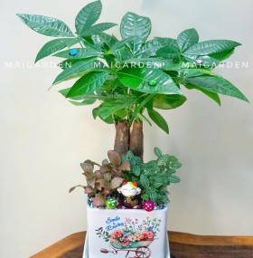 CHẬU CÂY KIM NGÂN MIX CẨM NHUNG XANH ĐỎ- - KNM340
