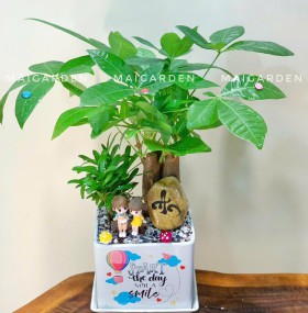 CHẬU CÂY KIM NGÂN MIX TÙNG VẠN NIÊN - KNM335