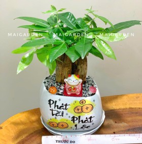 CHẬU CÂY KIM NGÂN - KN265