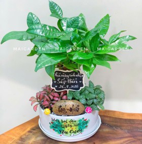 CHẬU CÂY KIM NGÂN MIX CẨM NHUNG - KN337