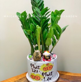 CHẬU CÂY KIM TIỀN - KT318