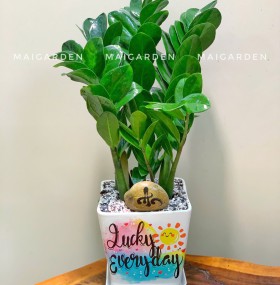 CHẬU CÂY KIM TIỀN - CKT277