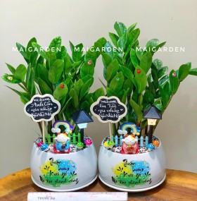 CHẬU CÂY KIM TIỀN - CKT354