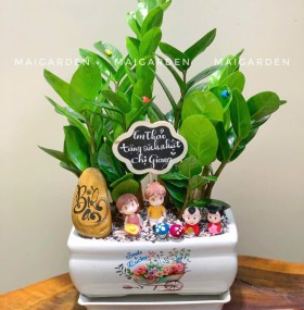 CHẬU CÂY KIM TIỀN - KT370