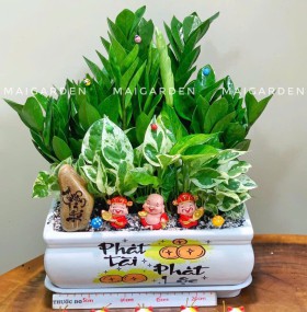 CHẬU CÂY KIM TIỀN MIX TRẦU BÀ - KT690