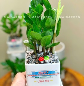 CHẬU CÂY KIM TIÊN- GIÁ CHO SỐ LƯỢNG TRÊN 10 CHẬU 