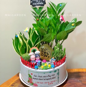 CHẬU CÂY KIM TIỀN MIX LƯỠI HỔ , XƯƠNG RỒNG GHI CHỮ THEO YÊU CẦU - KT687