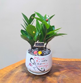 CHẬU CÂY KIM TIỀN - GIÁ CHO SỐ LƯỢNG TỪ TRÊN 10 CHẬU