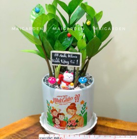 CHẬU CÂY KIM TIỀN - KT210