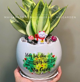 CHẬU CÂY LƯỠI HỔ - LH213