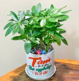 CHẬU CÂY NGUC GIA BÌ - NGB188