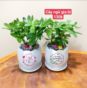 GIÁ VÀ TÊN CÂY TRÊN HÌNH - GIÁ CHO SỐ LƯỢNG TỪ TRÊN 10 CHẬU