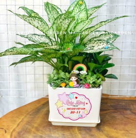 CHẬU CÂY NGỌC NGÂN MIX TRƯỜNG SINH,CẨM NHUNG XANH