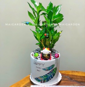 CHẬU CÂY PHÁT TÀI - PT208