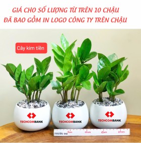 CHẬU CÂY KIM TIỀN