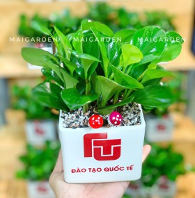 CHẬU CÂY TRƯỜNG SINH - GIÁ CHO SỐ LƯỢNG TRÊN 10 CHẬU