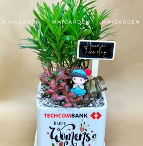CHẬU CÂY TÙNG VẠN NIÊN MIX CẢM NHUNG - GIÁ CHO SỐ LƯỢNG TRÊN 10 CHẬU