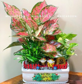 CHẬU CÂY VẠN LỘC MIX TRẦU BÀ , TÙNG VẠN NIÊN - VL556