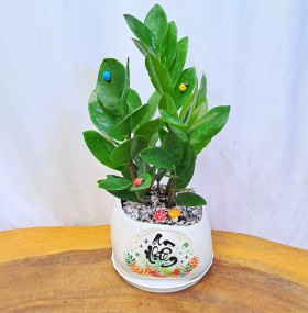 CÂY KIM TIỀN - KT196 - A1 - B1