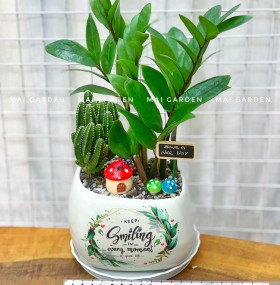 CHẬU CÂY KIM TIỀN MIX XƯƠNG RỒNG B1