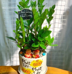 CHẬU CÂY KIM TIỀN - KT350