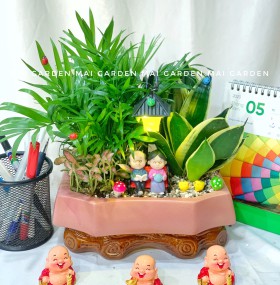 LƯỠI HỔ MIX CAU TIỂU TRÂM - LHCTT