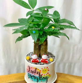CHẬU CÂY KIM NGÂN - KN291