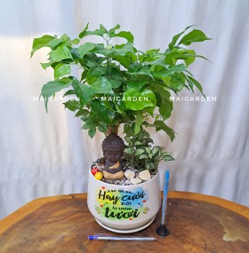 CHẬU CÂY HẠNH PHÚC MIX CẨM NHUNG - HPCN340