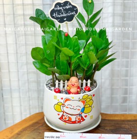 CHẬU CÂY KIM TIỀN 