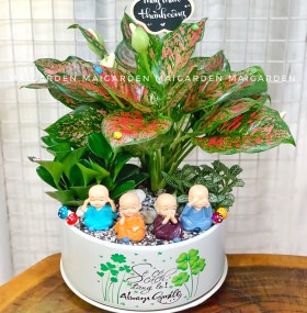CHẬU CÂY VẠN LỘC MIX CẨM NHUNG, TRƯỜNG SINH