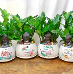 CHẬU CÂY KIM TIỀN GHI TÊN RIÊNG B1