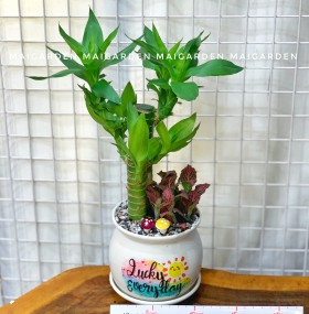 CHẬU CÂY PHÁT TÀI MIX CẨM NHUNG ĐỎ PT207
