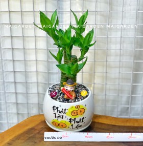 CHẬU CÂY PHÁT TÀI PT192