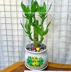 CHẬU CÂY PHÁT TÀI PT172