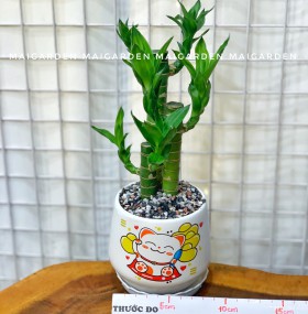 CHẬU CÂY PHÁT TÀI PT138