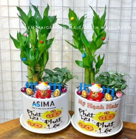 CHẬU CÂY PHÁT TÀI MIX CẨM NHUNG ( MAY MẮN ) IN LOGO PT300