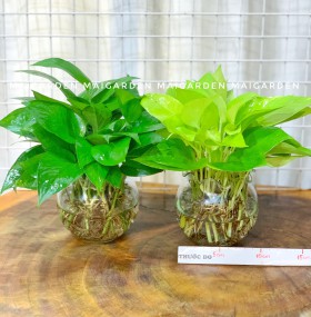 CHẬU CÂY TRẦU BÀ CHẬU THỦY TINH TBTS115