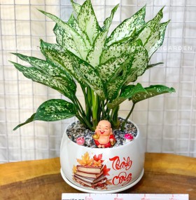CHẬU CÂY NGỌC NGÂN NN210