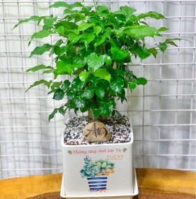 CHẬU CÂY HẠNH PHÚC CHP297