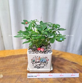 CHẬU CÂY NGŨ GIA BÌ NGB187