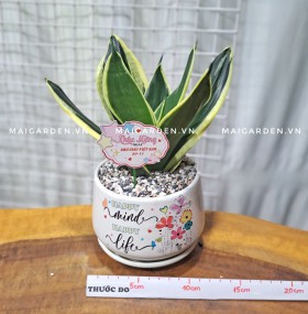 CHẬU CÂY LƯỠI HỔ LHX175