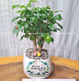 CHẬU CÂY HẠNH PHÚC HP238