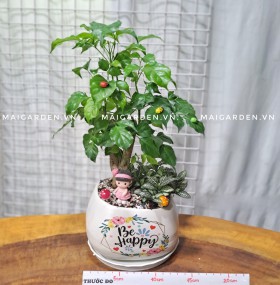 CHẬU CÂY HẠNH PHÚC CHP293