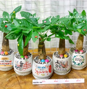 CHẬU CÂY KIM NGÂN KN128