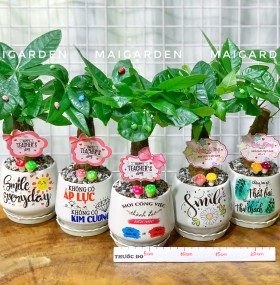 CHẬU CÂY KIM NGÂN KN133