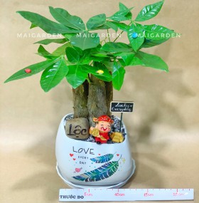 CHẬU CÂY KIM NGÂN - KN293
