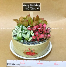 CẨM NHUNG MIX - CN194